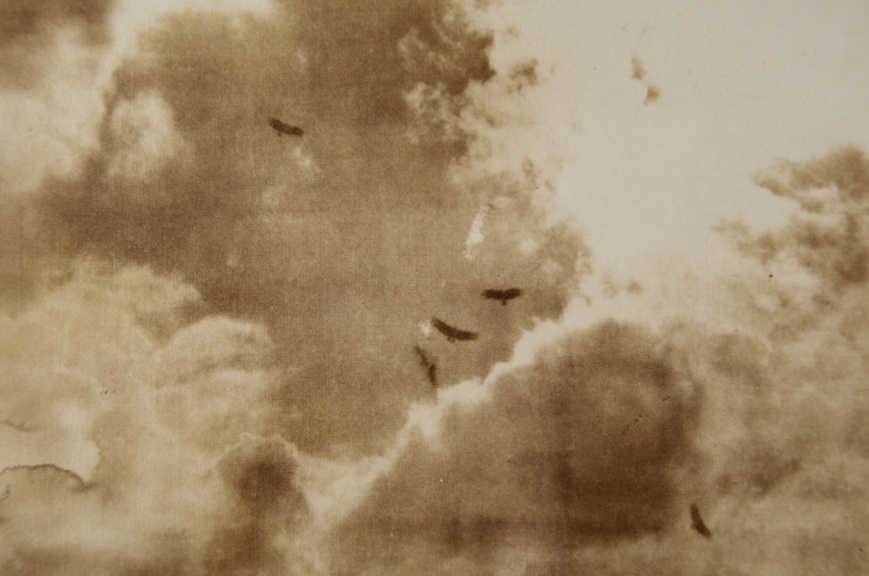 birds soaring above, in sepia color