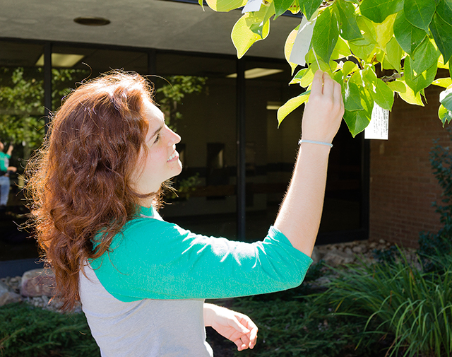 Wish Tree Project