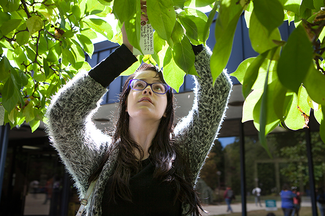 Wish Tree Project